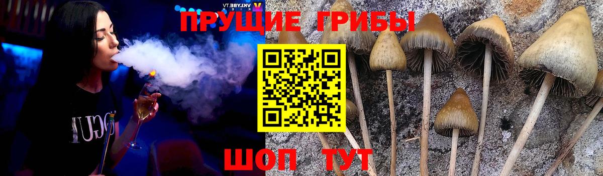 Псилоцибиновые грибы Cubensis Всеволожск